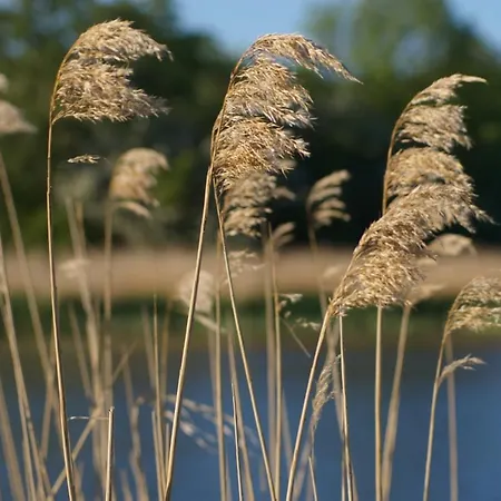 Boddenblick Apartment Zudar